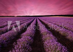 Fototapeta vliesov 200 x 144, 61156891 - Stunning lavender field landscape at sunset