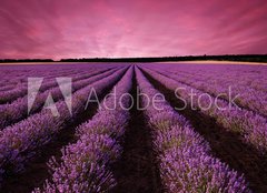 Fototapeta pltno 240 x 174, 61156891 - Stunning lavender field landscape at sunset