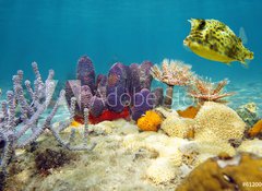 Samolepka fólie 100 x 73, 61200076 - Colorful underwater marine life seabed - Barevné podvodní mořské dno mořského života