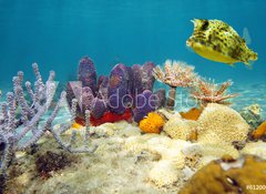 Fototapeta vliesov 100 x 73, 61200076 - Colorful underwater marine life seabed