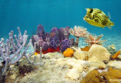 Fototapeta vliesov 145 x 100, 61200076 - Colorful underwater marine life seabed