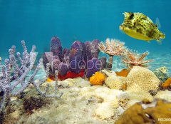 Fototapeta160 x 116  Colorful underwater marine life seabed, 160 x 116 cm