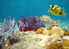 Fototapeta200 x 144  Colorful underwater marine life seabed, 200 x 144 cm