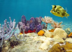 Samolepka flie 200 x 144, 61200076 - Colorful underwater marine life seabed - Barevn podvodn mosk dno moskho ivota