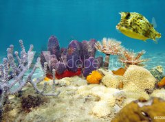 Samolepka flie 270 x 200, 61200076 - Colorful underwater marine life seabed - Barevn podvodn mosk dno moskho ivota