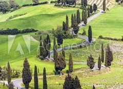 Fototapeta pltno 240 x 174, 61217216 - Road with curves and cypresses in Tuscany, Italy - Silnice s kivkami a cypiky v Tosknsku, Itlie