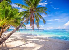 Samolepka flie 100 x 73, 61258659 - Coconut Palm tree on the white sandy beach - Kokosov palma na bl psen pli