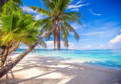 Fototapeta174 x 120  Coconut Palm tree on the white sandy beach, 174 x 120 cm