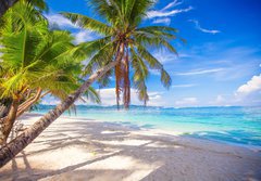 Fototapeta184 x 128  Coconut Palm tree on the white sandy beach, 184 x 128 cm