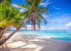 Samolepka flie 200 x 144, 61258659 - Coconut Palm tree on the white sandy beach - Kokosov palma na bl psen pli