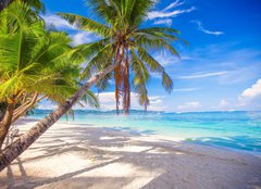 Fototapeta papr 254 x 184, 61258659 - Coconut Palm tree on the white sandy beach - Kokosov palma na bl psen pli