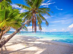 Samolepka flie 270 x 200, 61258659 - Coconut Palm tree on the white sandy beach - Kokosov palma na bl psen pli