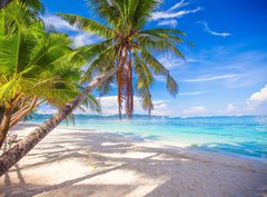 Fototapeta pltno 330 x 244, 61258659 - Coconut Palm tree on the white sandy beach