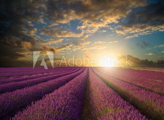 Samolepka flie 100 x 73, 61346445 - Vibrant Summer sunset over lavender field landscape - Vibrantn letn zpad slunce nad levandule krajiny