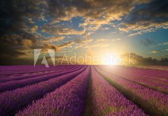 Samolepka flie 145 x 100, 61346445 - Vibrant Summer sunset over lavender field landscape - Vibrantn letn zpad slunce nad levandule krajiny