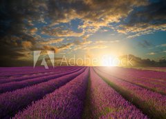 Samolepka flie 200 x 144, 61346445 - Vibrant Summer sunset over lavender field landscape