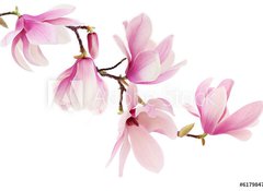 Samolepka flie 100 x 73, 61798470 - Pink spring magnolia flowers branch - Vtev rov kvty magnlie na jae