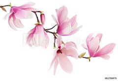 Fototapeta145 x 100  Pink spring magnolia flowers branch, 145 x 100 cm