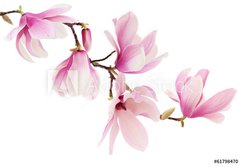 Fototapeta papr 184 x 128, 61798470 - Pink spring magnolia flowers branch - Vtev rov kvty magnlie na jae