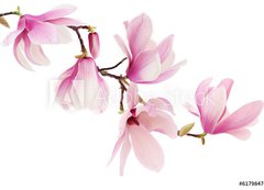 Samolepka flie 200 x 144, 61798470 - Pink spring magnolia flowers branch