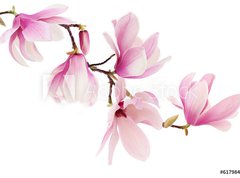 Fototapeta vliesov 270 x 200, 61798470 - Pink spring magnolia flowers branch