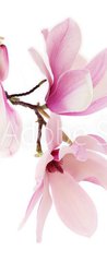 Samolepka na dvee flie 90 x 220  Pink spring magnolia flowers branch, 90 x 220 cm