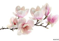 Samolepka flie 145 x 100, 61937427 - spring
