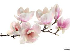 Fototapeta pltno 160 x 116, 61937427 - spring - pruina