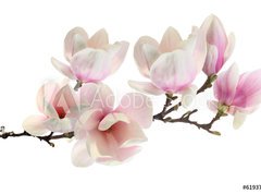 Samolepka flie 270 x 200, 61937427 - spring