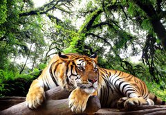 Fototapeta145 x 100  Tiger looking something on the rock in tropical evergreen forest, 145 x 100 cm