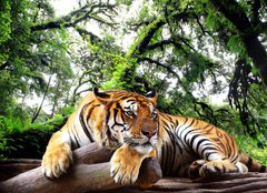 Fototapeta plátno 160 x 116, 61968911 - Tiger looking something on the rock in tropical evergreen forest - Tygr hledá něco na skále v tropickém stálezeleném lese