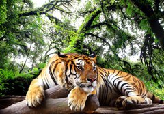 Fototapeta184 x 128  Tiger looking something on the rock in tropical evergreen forest, 184 x 128 cm