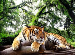 Samolepka flie 270 x 200, 61968911 - Tiger looking something on the rock in tropical evergreen forest - Tygr hled nco na skle v tropickm stlezelenm lese