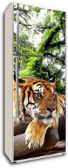 Samolepka na lednici flie 80 x 200  Tiger looking something on the rock in tropical evergreen forest, 80 x 200 cm