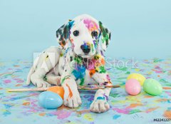 Fototapeta pltno 240 x 174, 62241227 - Easter Dalmatain Puppy - Velikonon tn Dalmatain