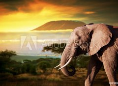 Fototapeta100 x 73  Elephant on savanna. Mount Kilimanjaro at sunset. Safari, 100 x 73 cm