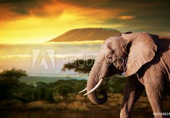 Samolepka flie 145 x 100  Elephant on savanna. Mount Kilimanjaro at sunset. Safari, 145 x 100 cm