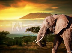 Fototapeta330 x 244  Elephant on savanna. Mount Kilimanjaro at sunset. Safari, 330 x 244 cm