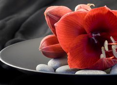 Fototapeta pltno 160 x 116, 6240568 - rote Amaryllis auf schwarzem Teller