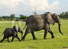 Fototapeta vliesov 100 x 73, 62437269 - Elfantenmama mit Baby in der Savanne