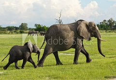 Fototapeta vliesov 145 x 100, 62437269 - Elfantenmama mit Baby in der Savanne