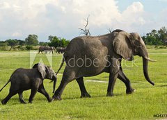 Fototapeta vliesov 200 x 144, 62437269 - Elfantenmama mit Baby in der Savanne