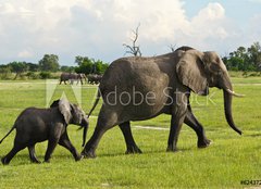 Fototapeta pltno 240 x 174, 62437269 - Elfantenmama mit Baby in der Savanne