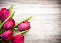 Fototapeta papír 184 x 128, 62462522 - Tulip.