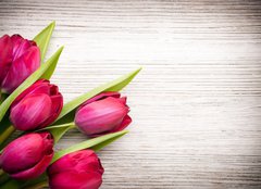 Fototapeta papír 254 x 184, 62462522 - Tulip.