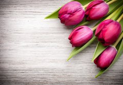 Fototapeta174 x 120  Tulip., 174 x 120 cm