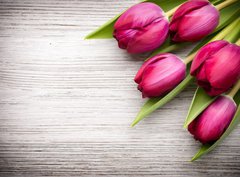 Fototapeta330 x 244  Tulip., 330 x 244 cm