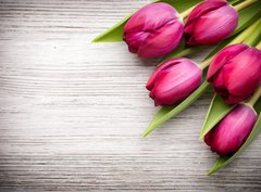 Fototapeta360 x 266  Tulip., 360 x 266 cm