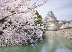Samolepka flie 100 x 73  Japanese cherry blossoms and castle in spring, 100 x 73 cm