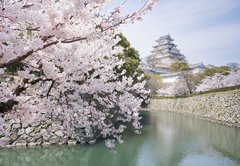 Samolepka flie 145 x 100, 62623940 - Japanese cherry blossoms and castle in spring - Japonsk teov kvty a hrad na jae